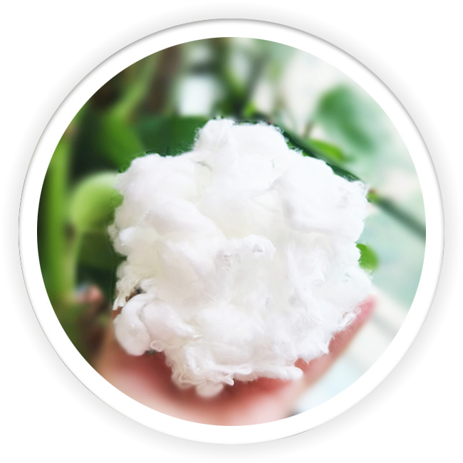 PTT Fiber(Top 10 Polyester Producing Co)