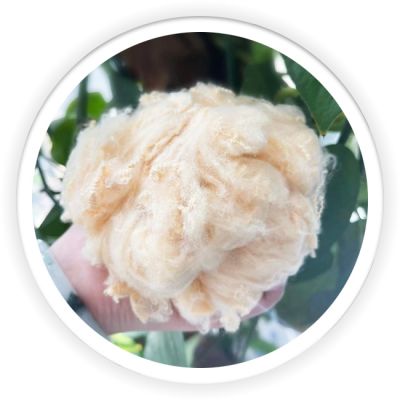 Differentiation Fiber