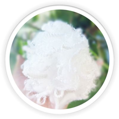 Differentiation Fiber