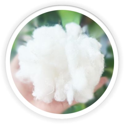 Differentiation Fiber